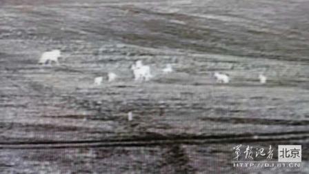 邊防軍出奇事:白天見珍稀動物晚上拍狼馬大戰(zhàn)