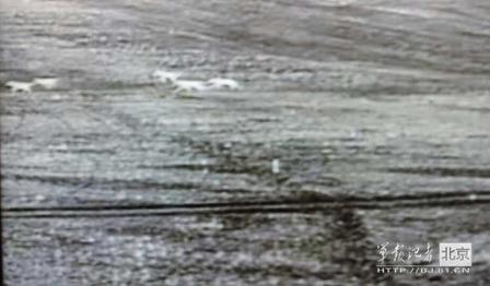 邊防軍出奇事:白天見珍稀動物晚上拍狼馬大戰(zhàn)