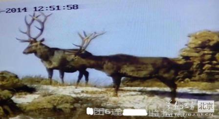 邊防軍出奇事:白天見珍稀動物晚上拍狼馬大戰(zhàn)