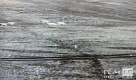 邊防軍出奇事:白天見珍稀動物晚上拍狼馬大戰(zhàn)