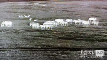 邊防軍出奇事:白天見珍稀動物晚上拍狼馬大戰(zhàn)