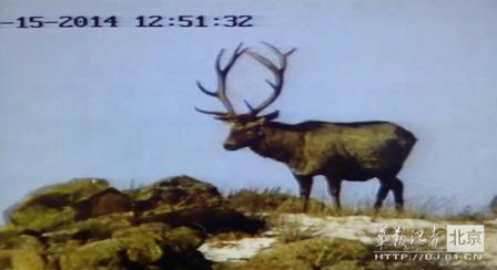 邊防軍出奇事:白天見珍稀動物晚上拍狼馬大戰(zhàn)