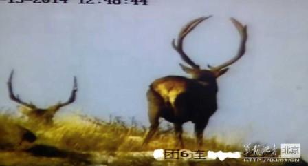 邊防軍出奇事:白天見珍稀動物晚上拍狼馬大戰(zhàn)